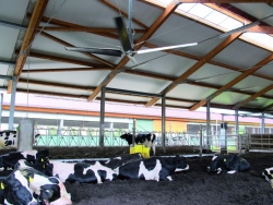 VENTILEC Großraum-Ventilatoren ---- Ihre Kühe werden sie lieben