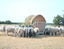 Raufe für Kleintiere - Kälber, Schafe, Ziegen